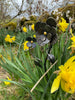 Hand Crafted Metal Flowers by Black Fox Metalcraft Ltd, finished in striking black, stand among blooming yellow daffodils in a grassy garden with a rustic stone wall as the backdrop.